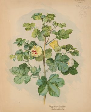 Botanische Studie, Baumwollpflanze