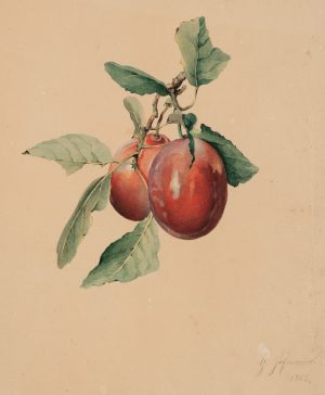 Kirschzweig. Botanische Studie
