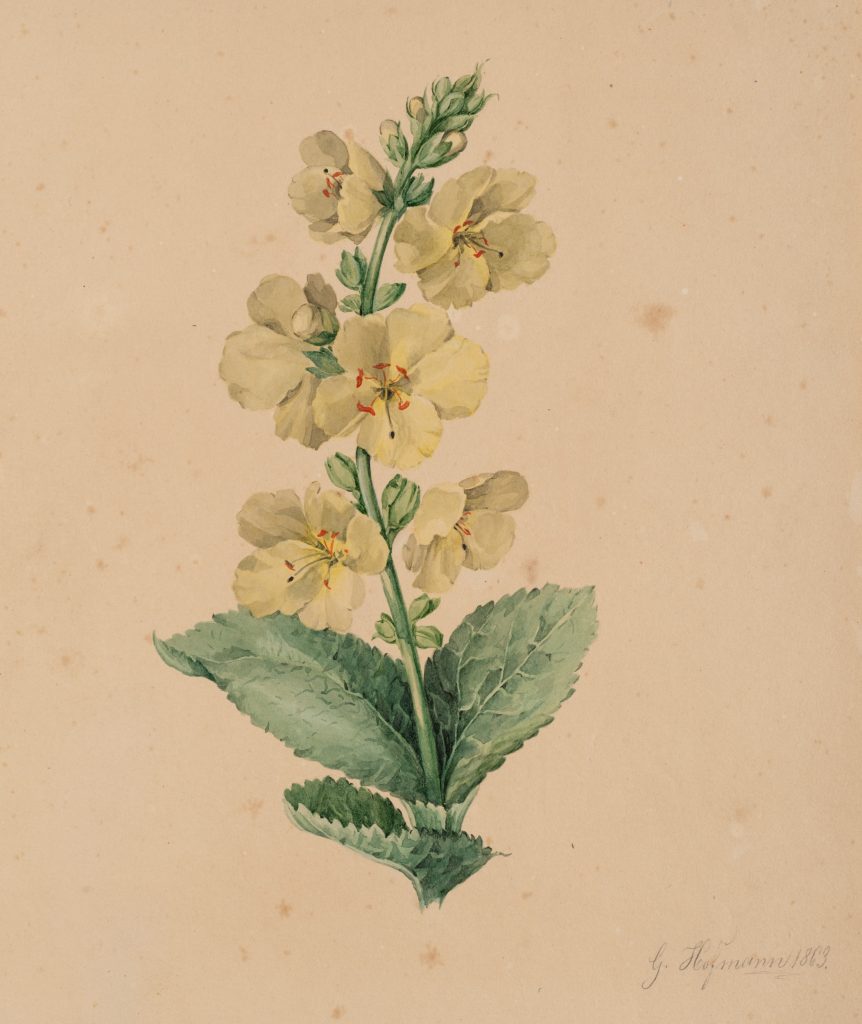 Werk von G. Hofmann