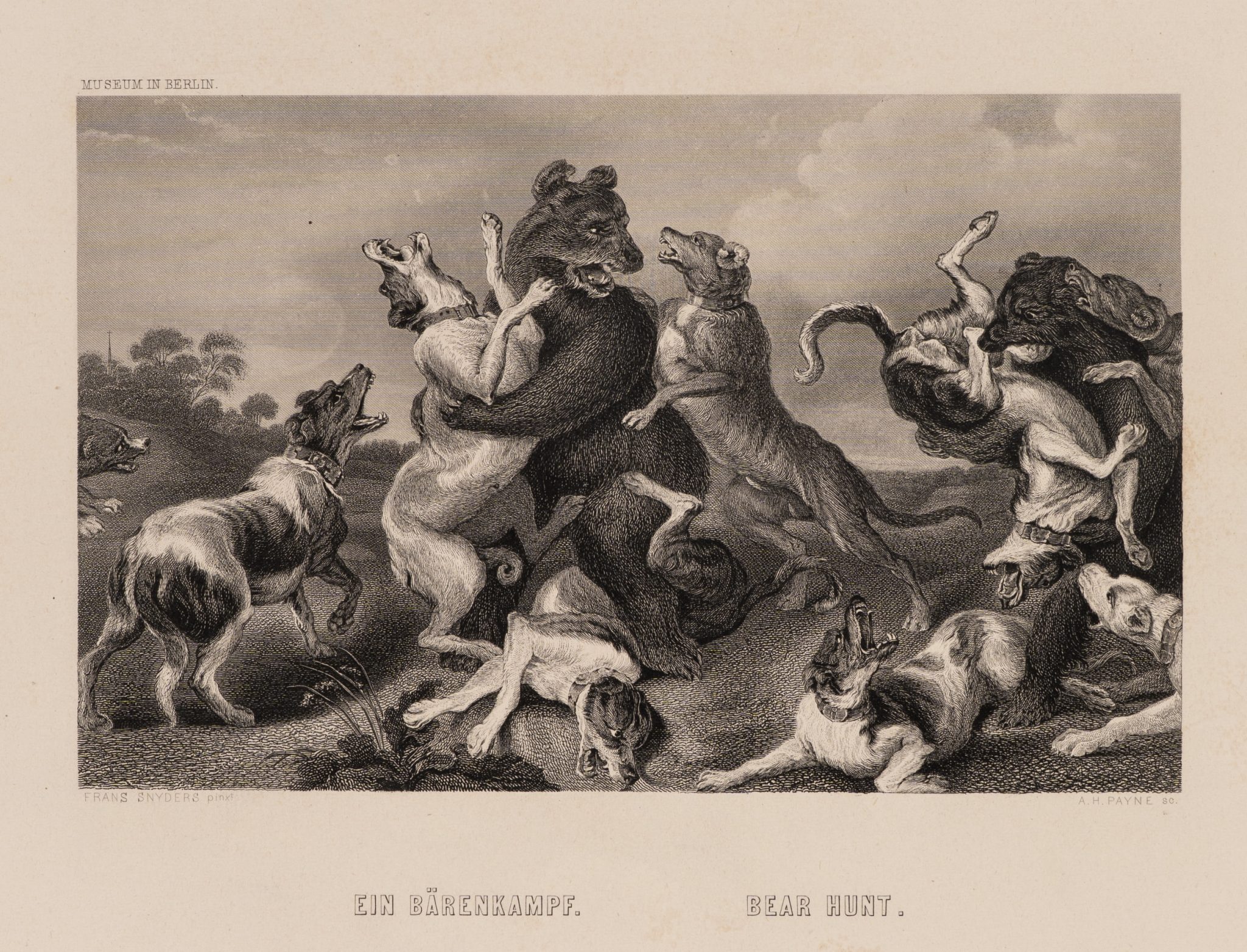 Bärenjagd mit Hundemeute