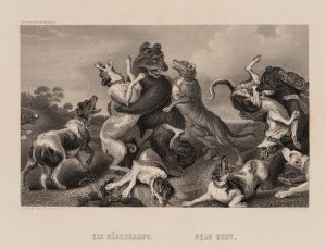 Bärenjagd mit Hundemeute