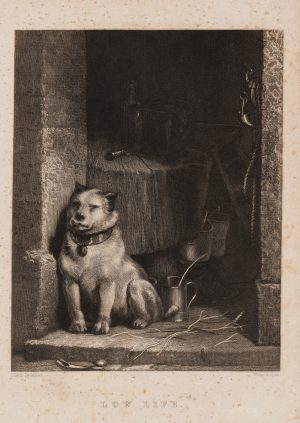 Hund in Werkstattnische