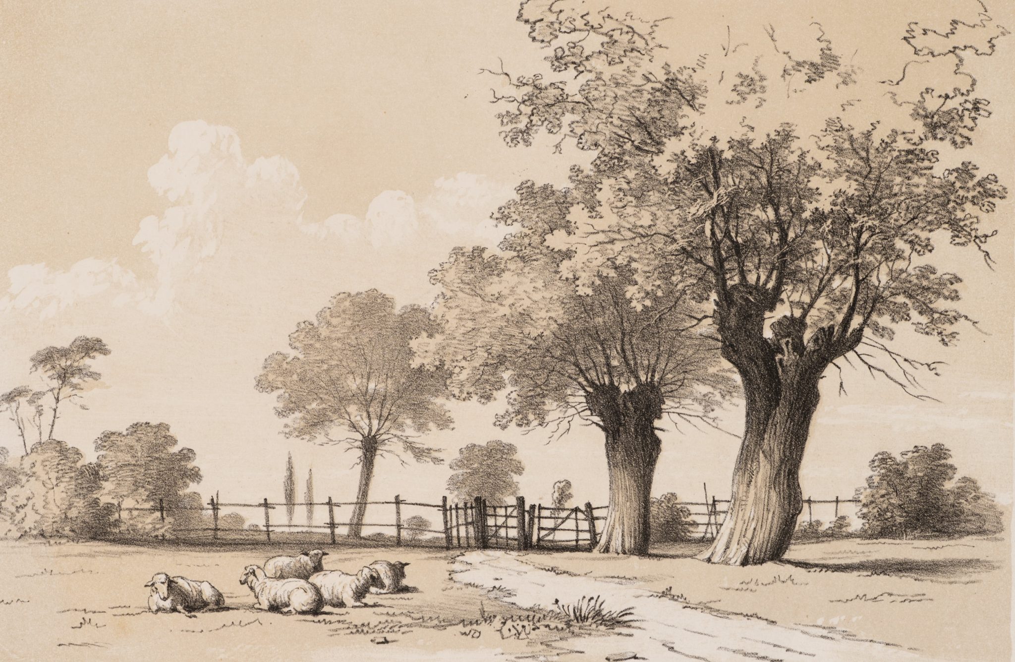 Landschaft mit Schafen