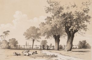 Landschaft mit Schafen