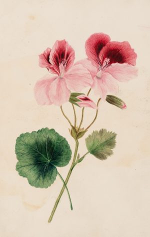 Pelargonienblüten