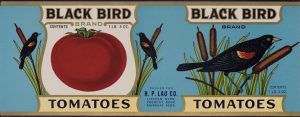 Black Bird Tomatenetikett