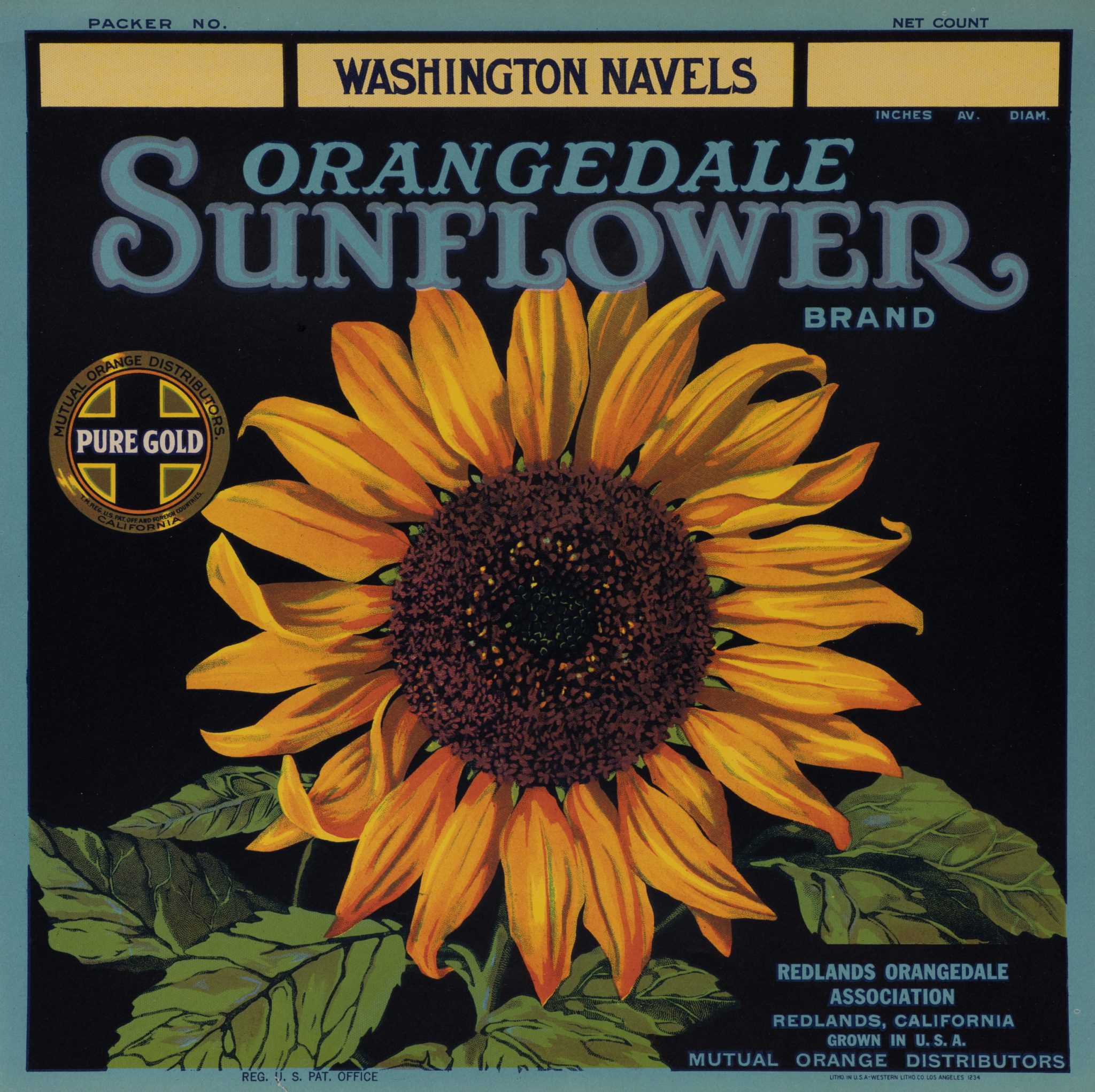 Orangedale Sonnenblume