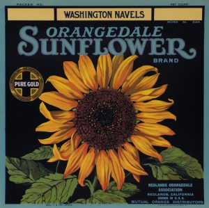 Orangedale Sonnenblume