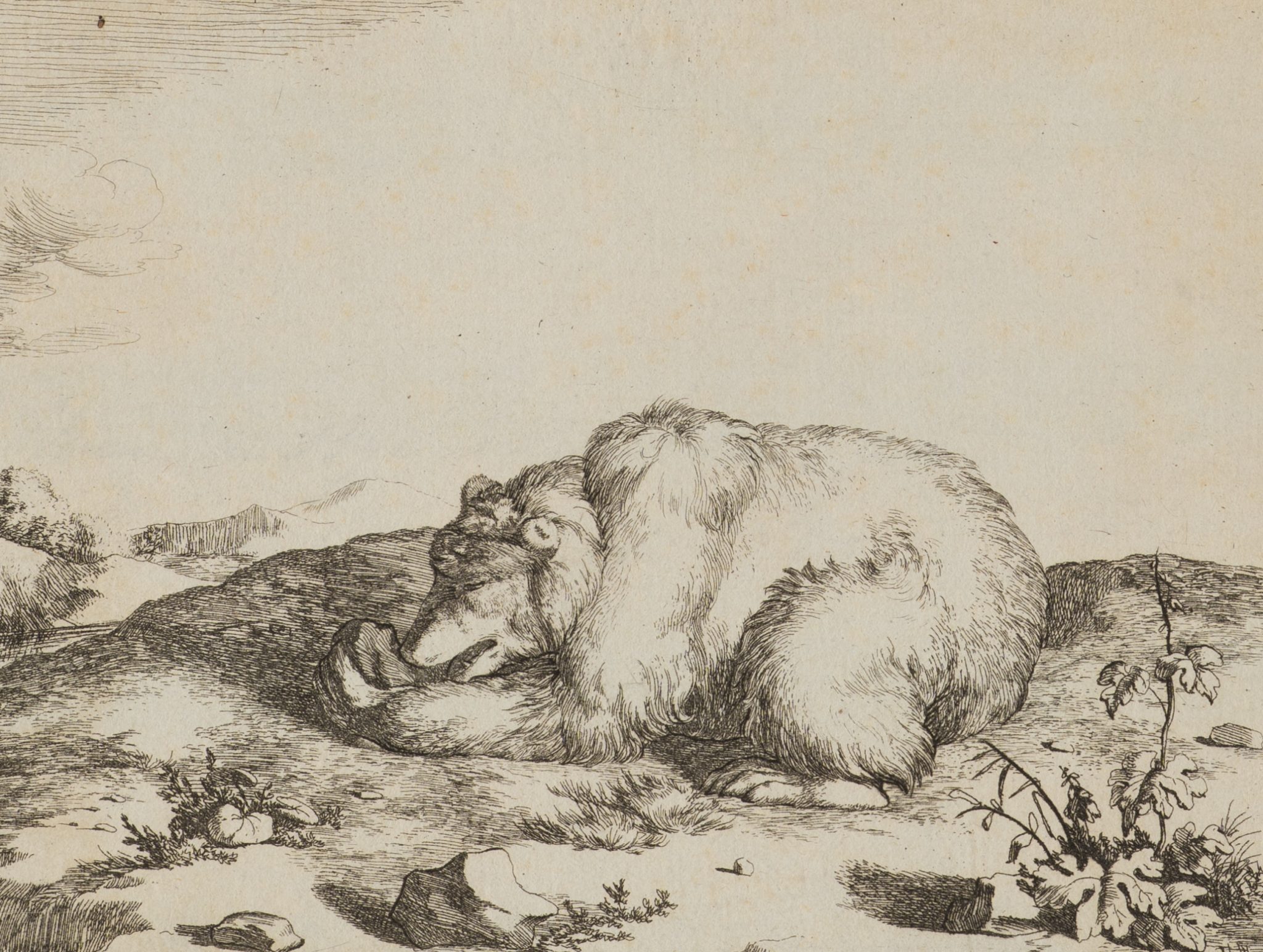 Ruhender Bär in Landschaft