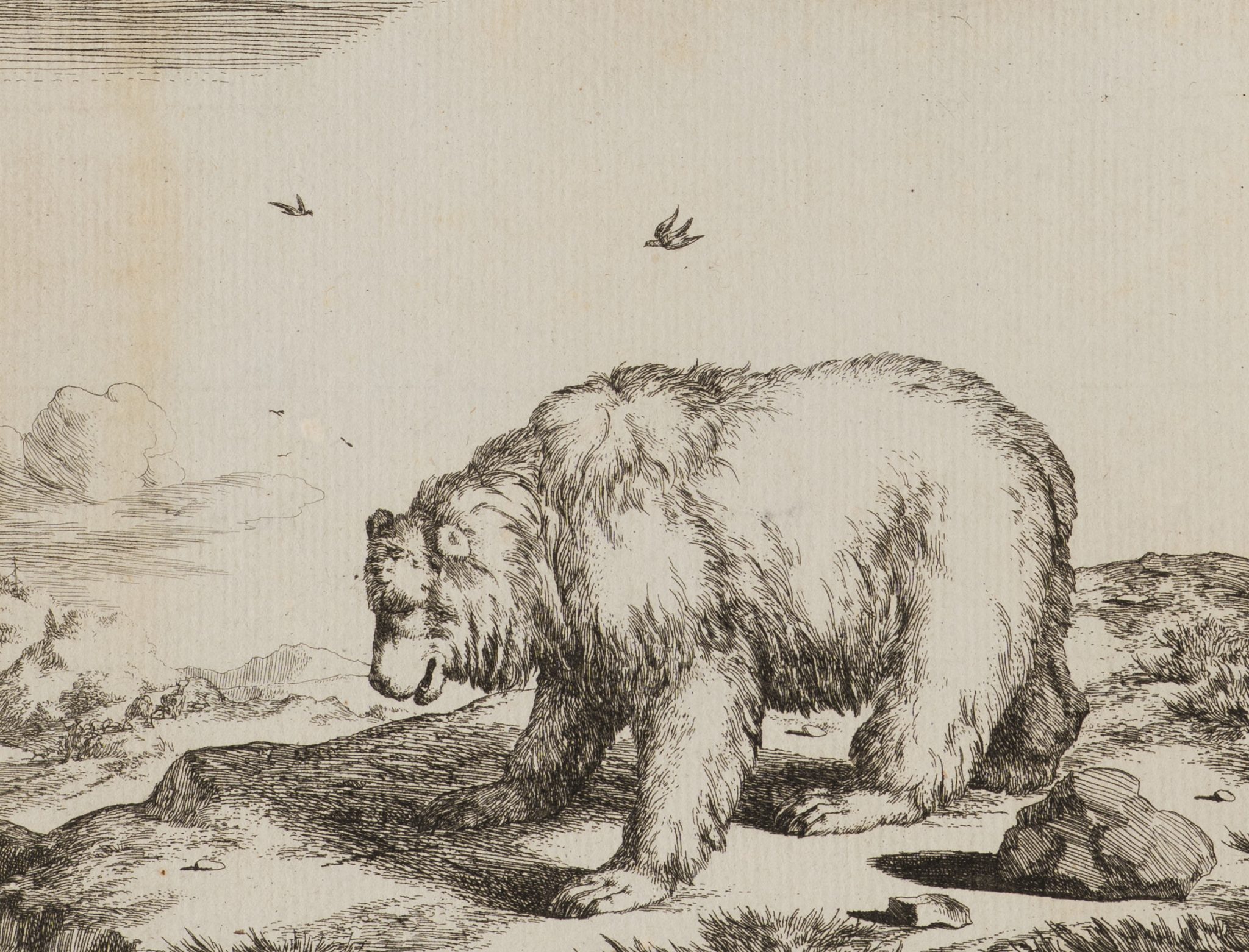 Bär in Landschaft