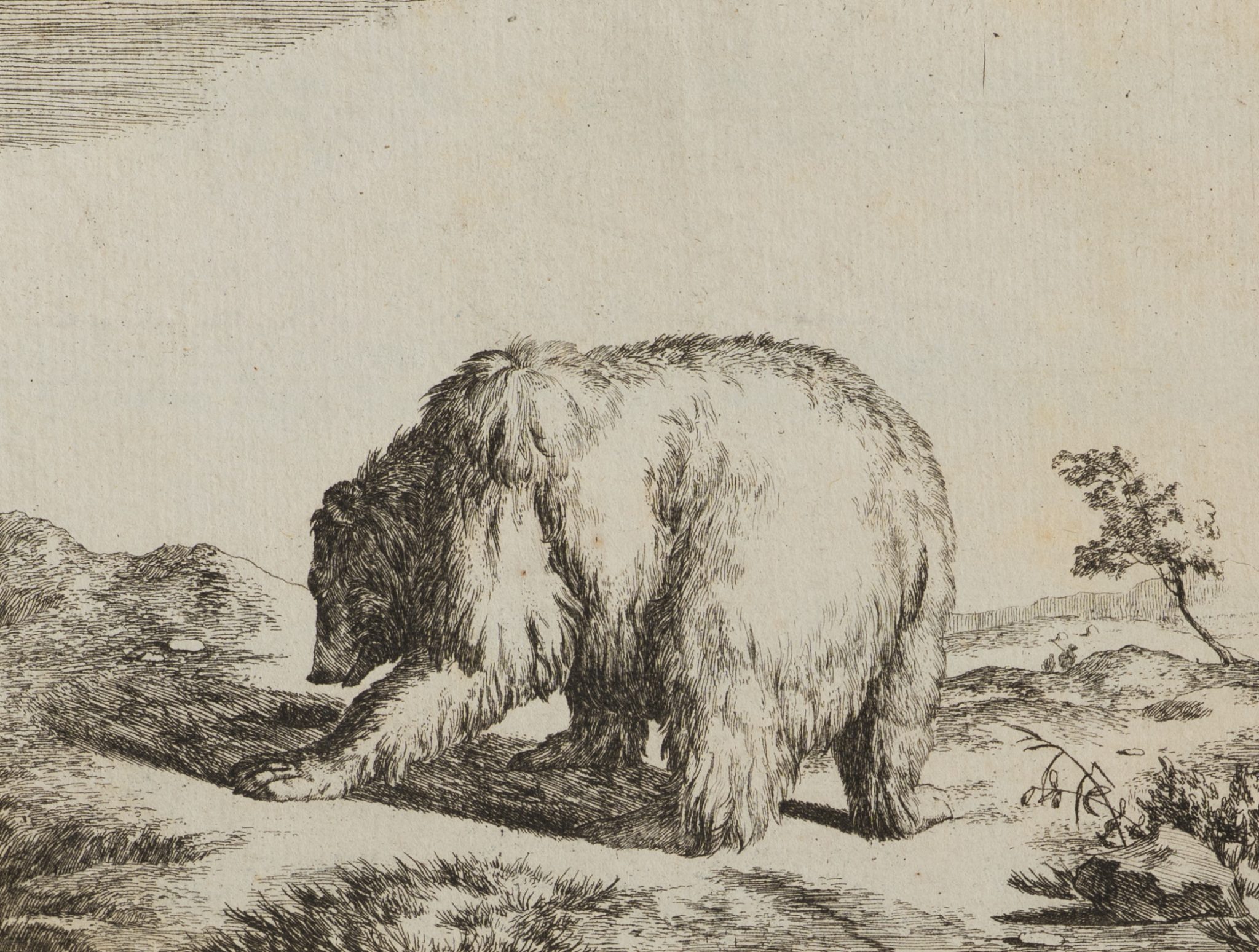 Bär in der Landschaft