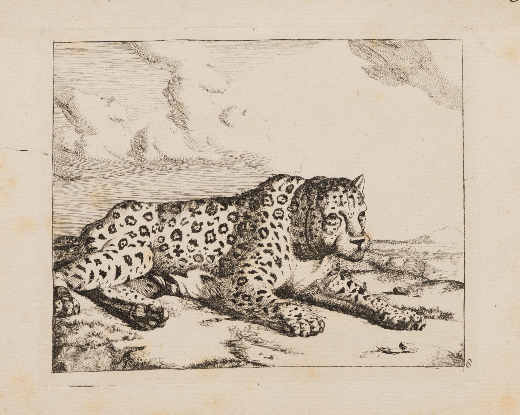 Liegender Leopard