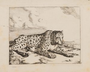 Liegender Leopard