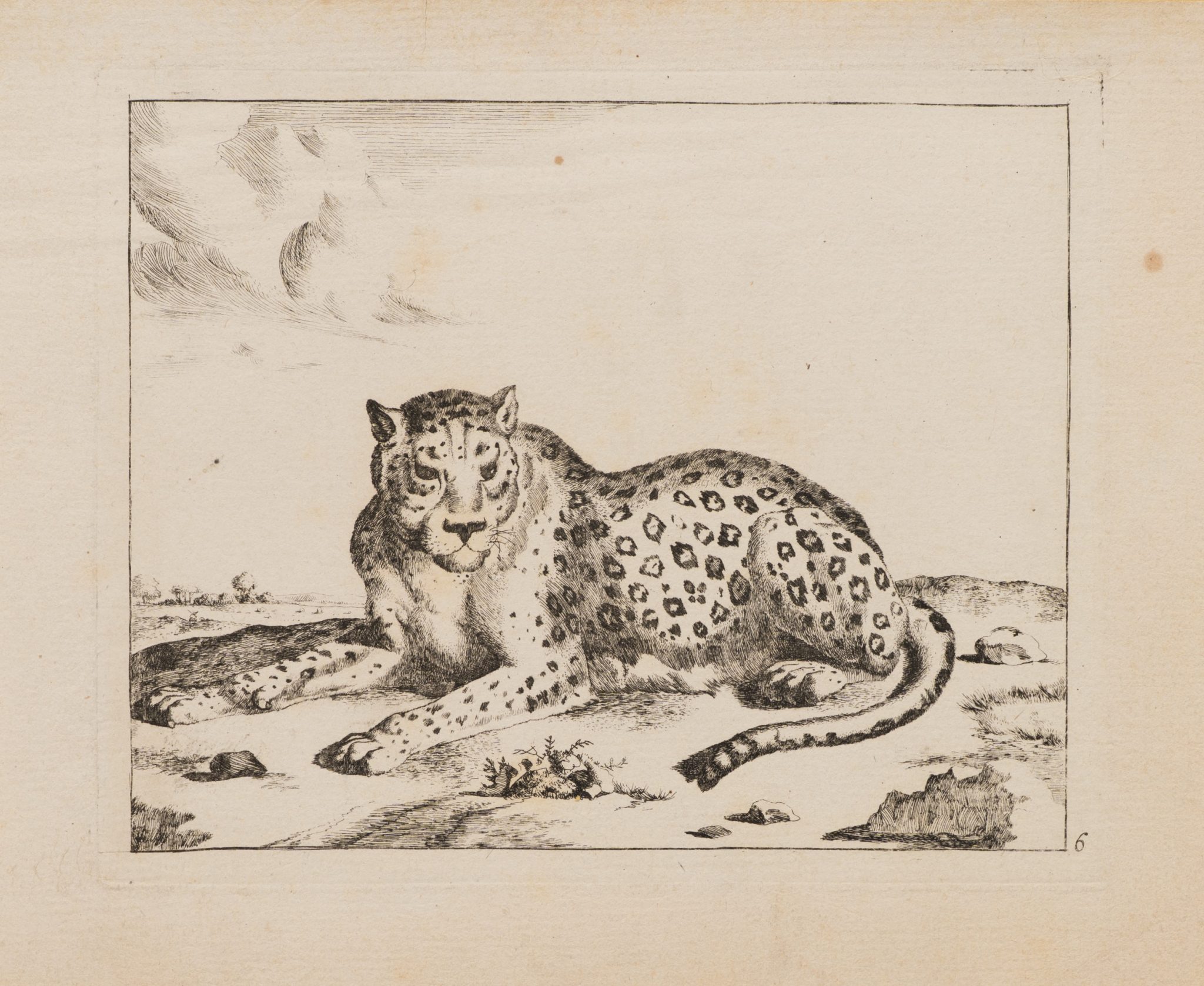 Liegender Leopard