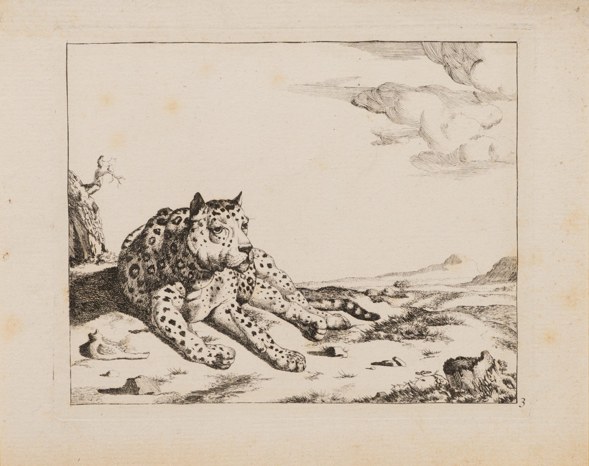 Liegender Leopard