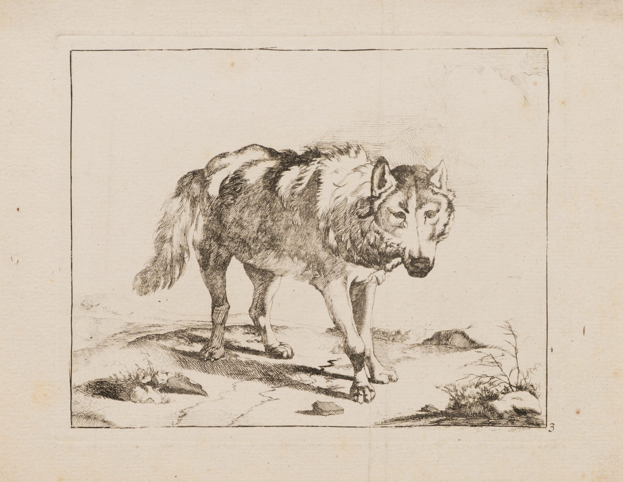 Wolf in Bewegung