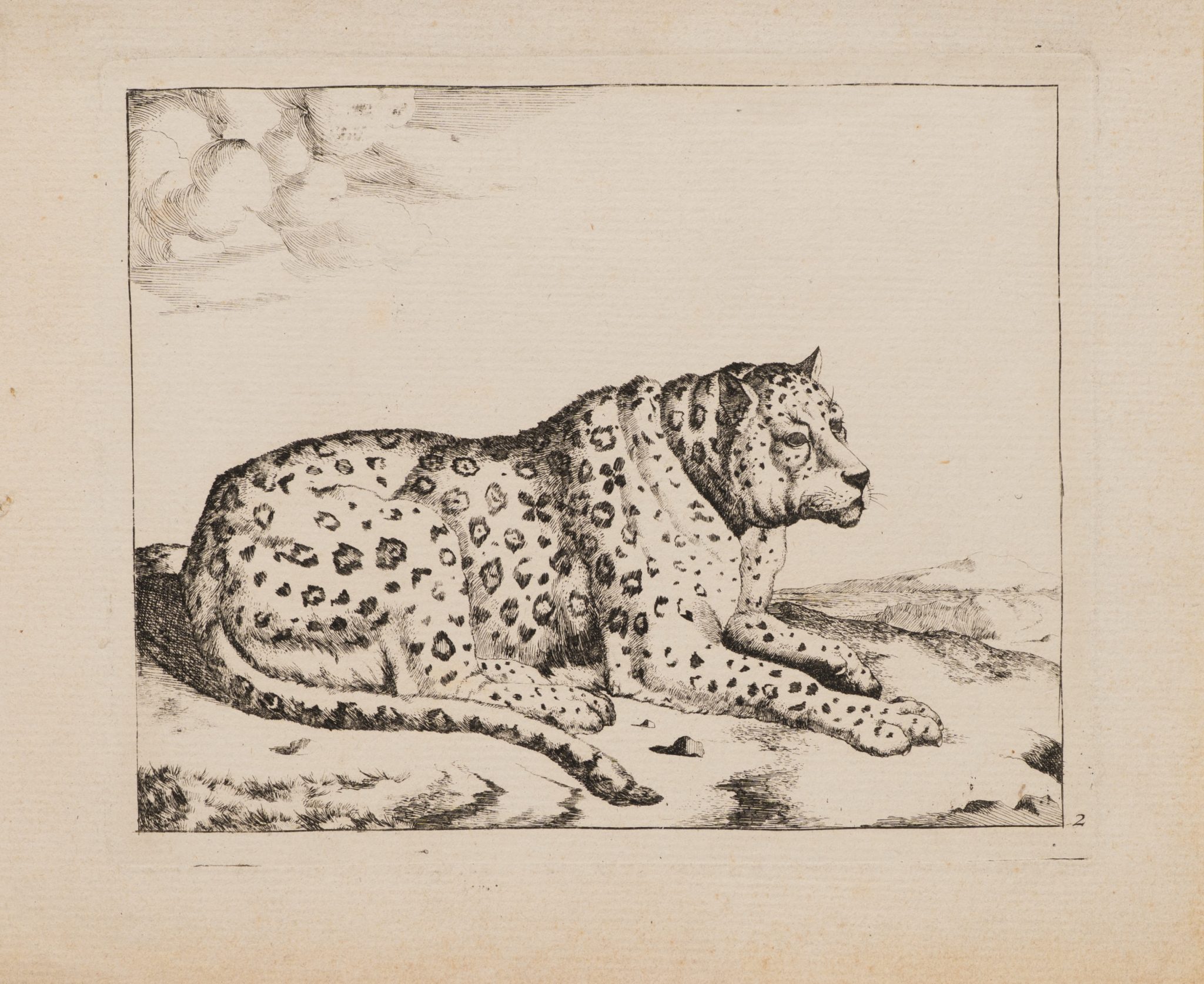 Ruhender Leopard