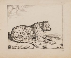 Ruhender Leopard