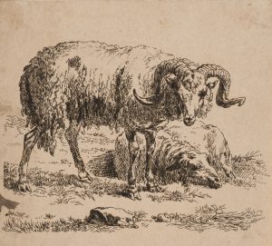 Widder und Schaf