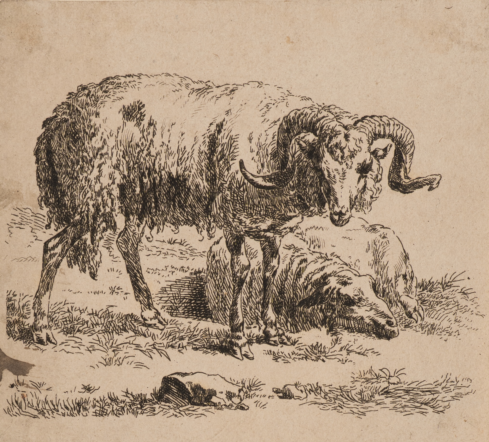 Widder und Schaf