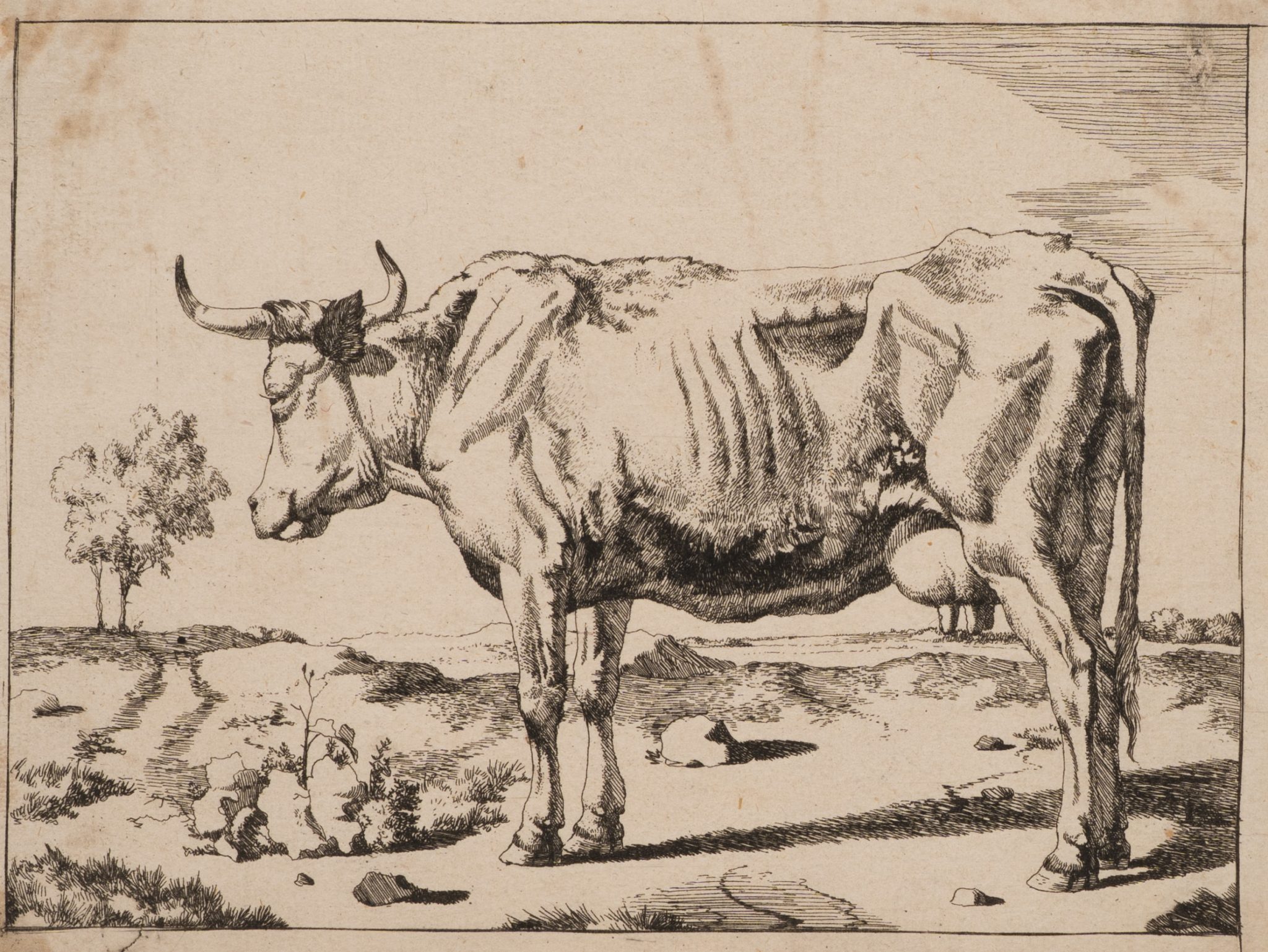 Kuh in ländlicher Landschaft
