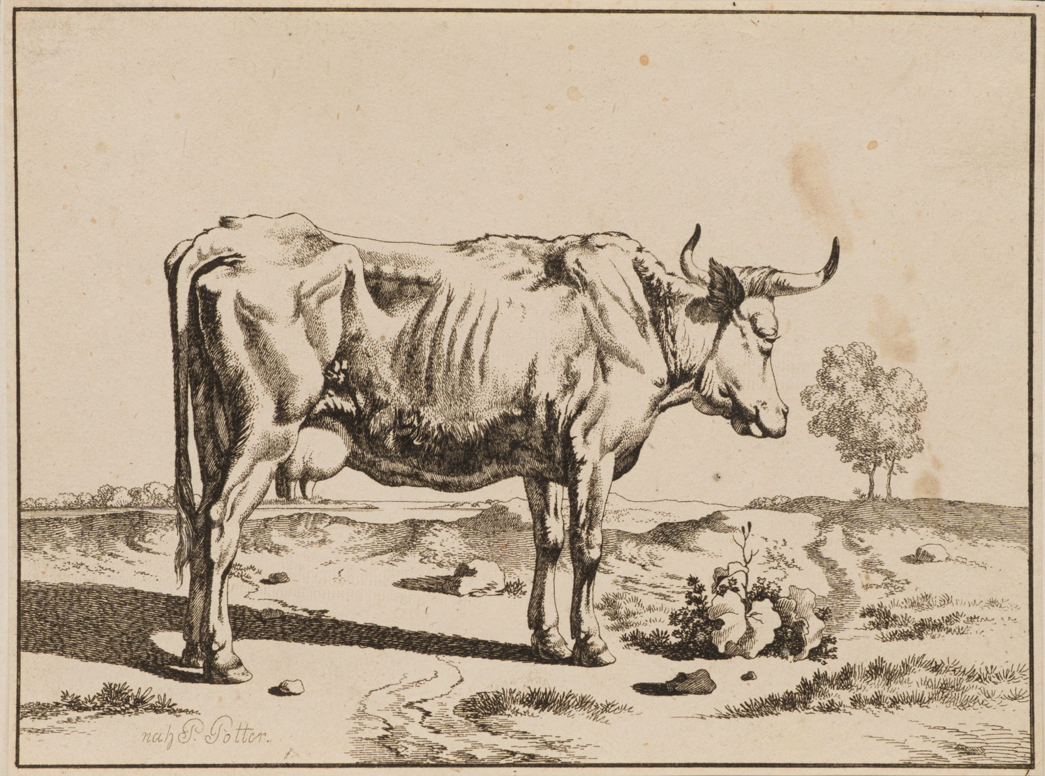 Kuh in ländlicher Landschaft