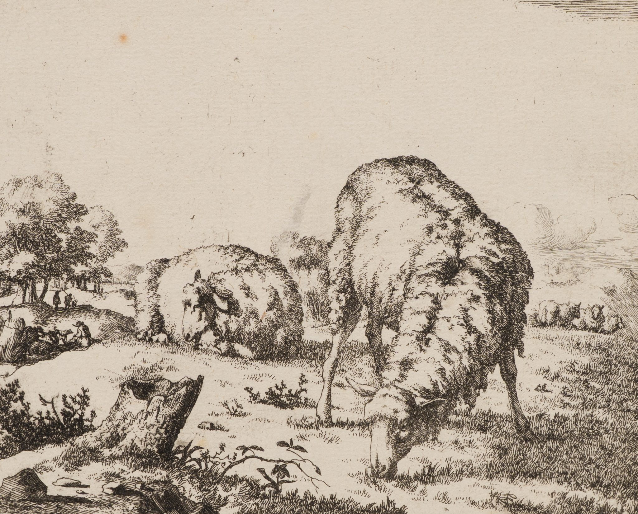 Schafe auf der Weide