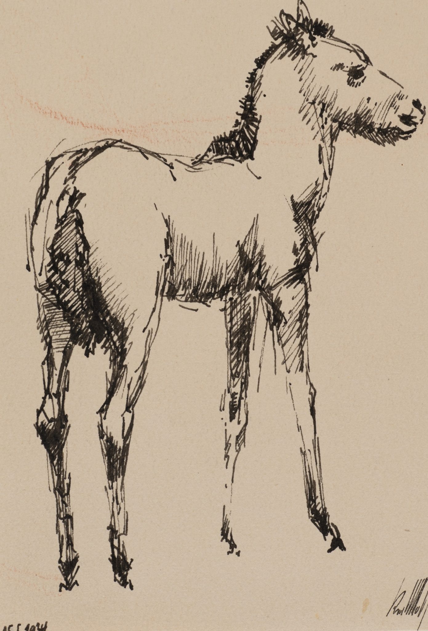 Junges Pferd