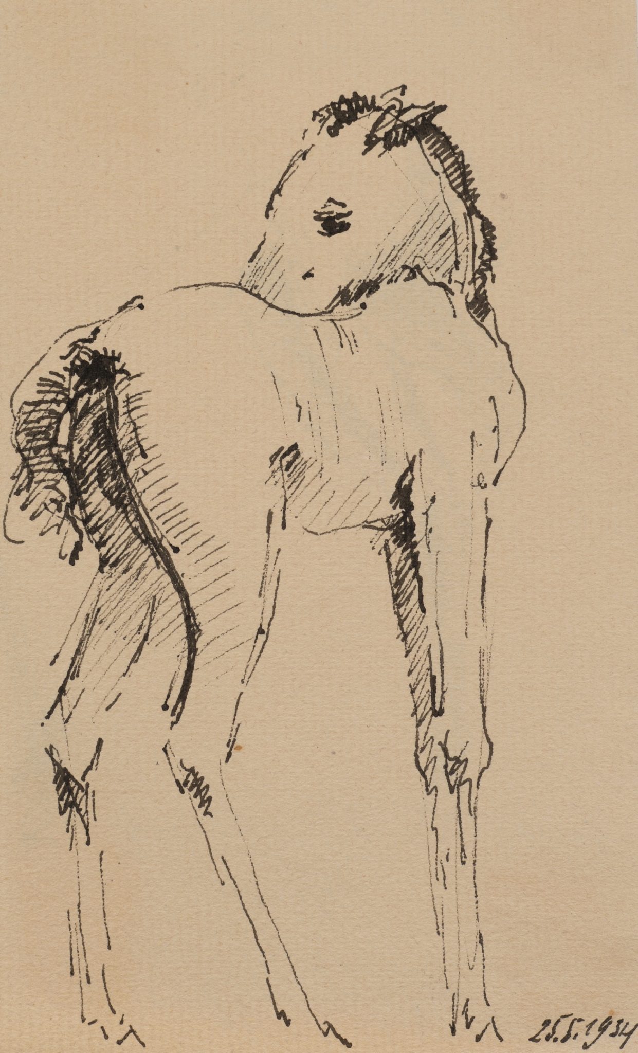 Fohlenstudie