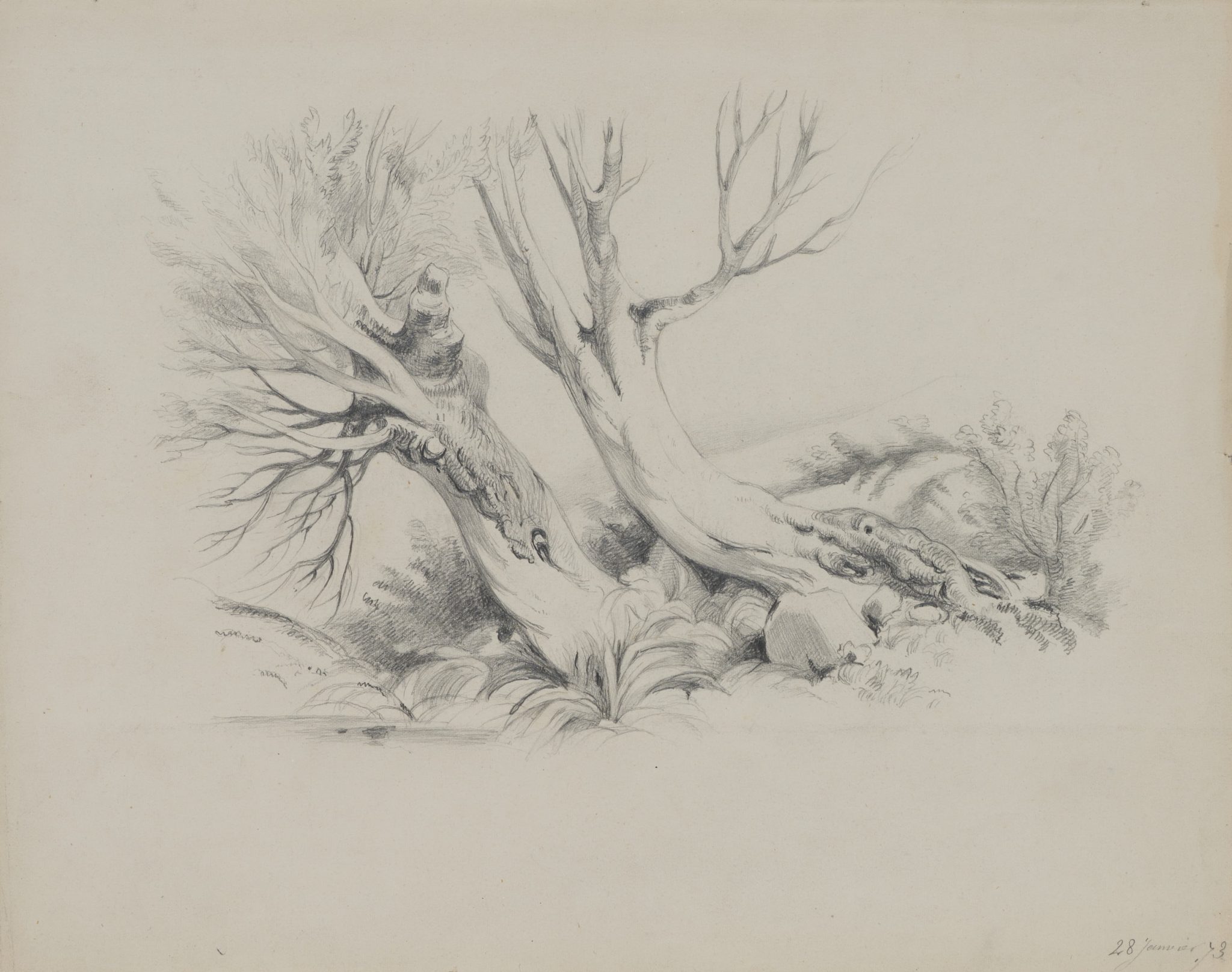Knorriger Baum