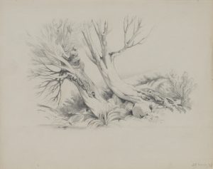 Knorriger Baum