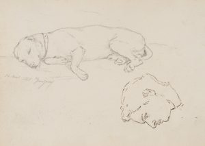 Schlafender Hund mit Kopfstudie