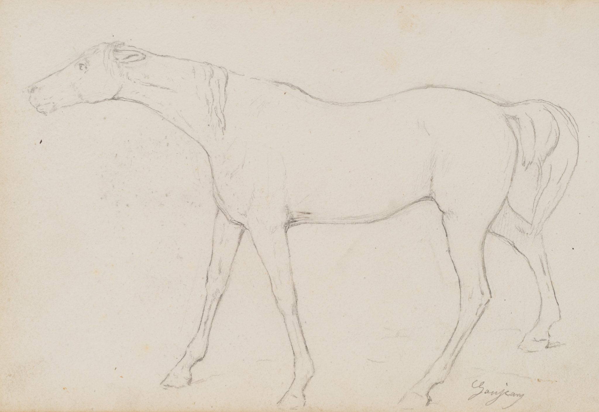 Pferdestudie, ganzfigurig