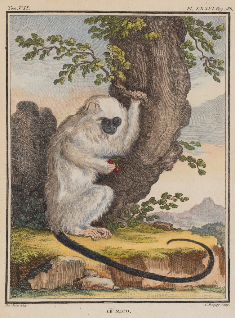 Werk von Jean Charles Baquoy