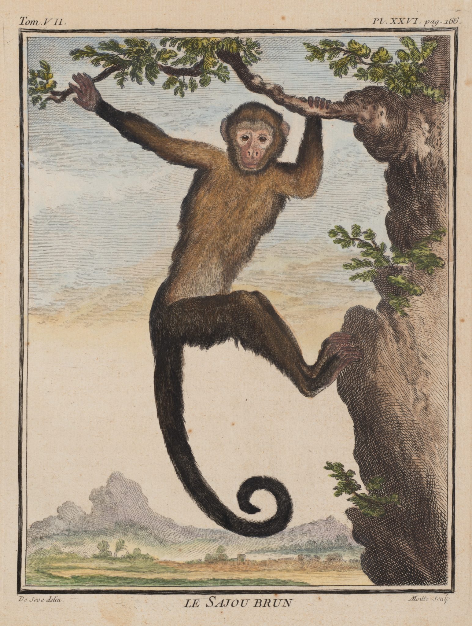 Le Sajou Brun. Kapuzineraffe