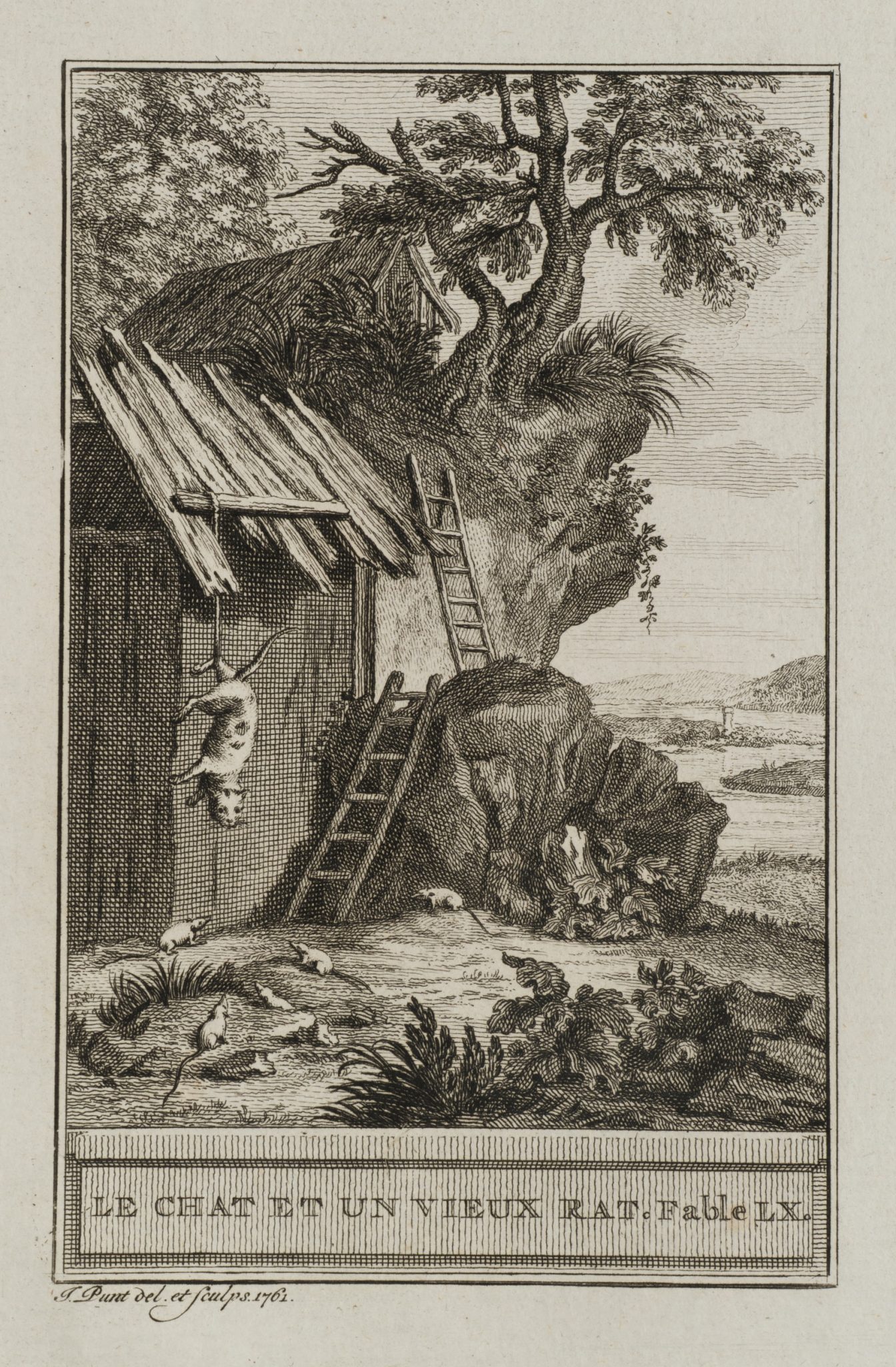 Katze und alte Ratte