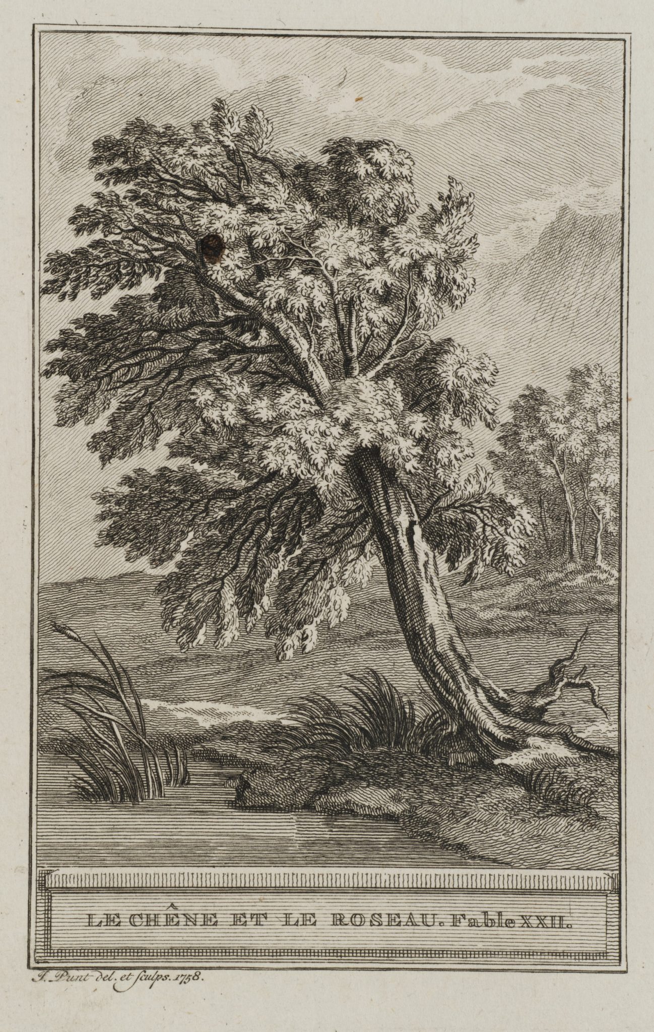 Die Eiche und das Schilfrohr