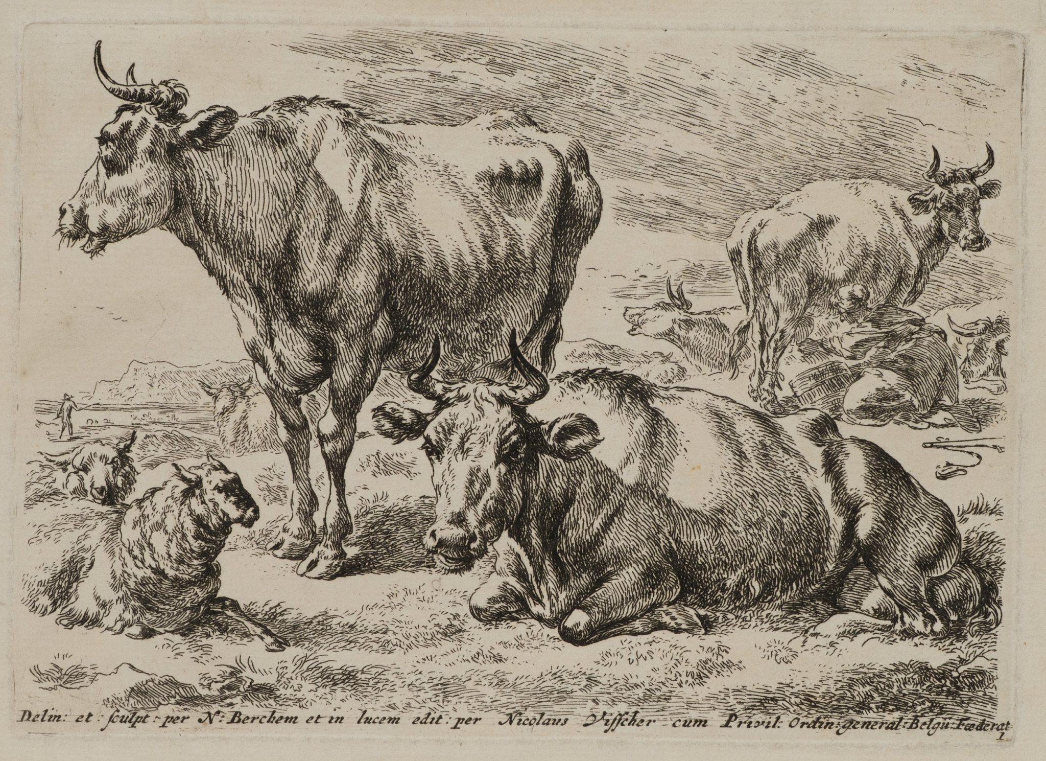 Rinder und Schaf auf der Weide
