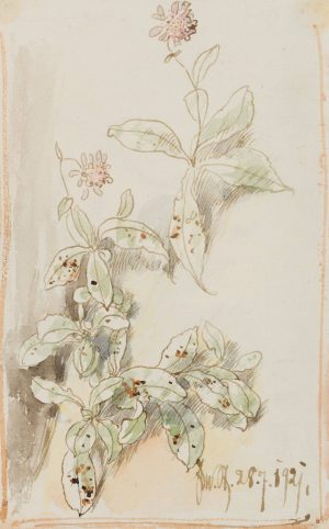 Violette Blütenpflanzen
