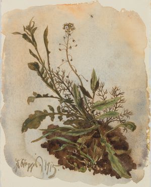 Kleines Wiesenstück