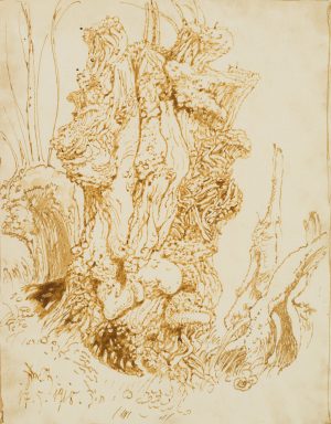 Der alte Baumriese