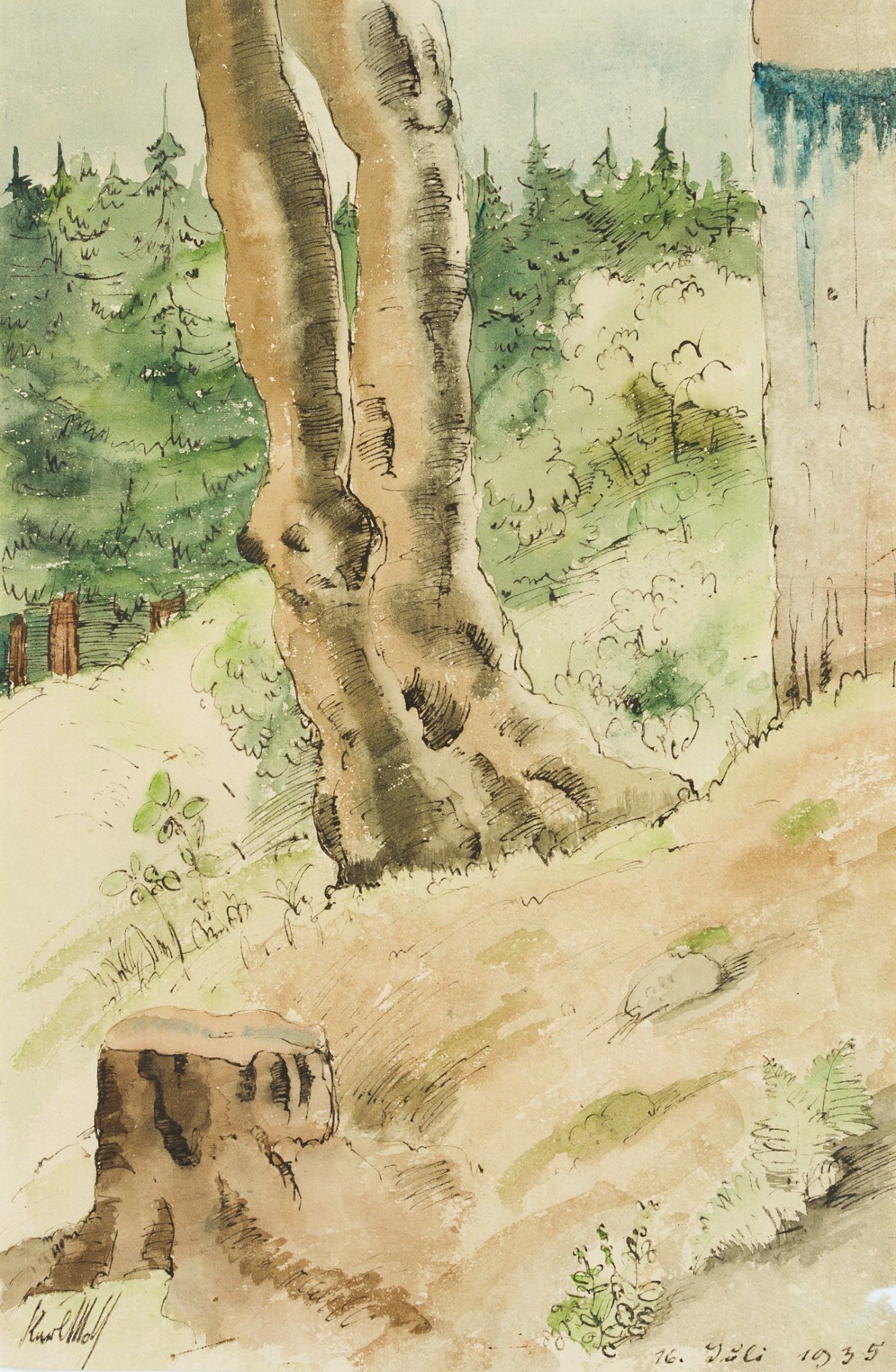 Knorriger Baumstamm am bewaldeten Hang