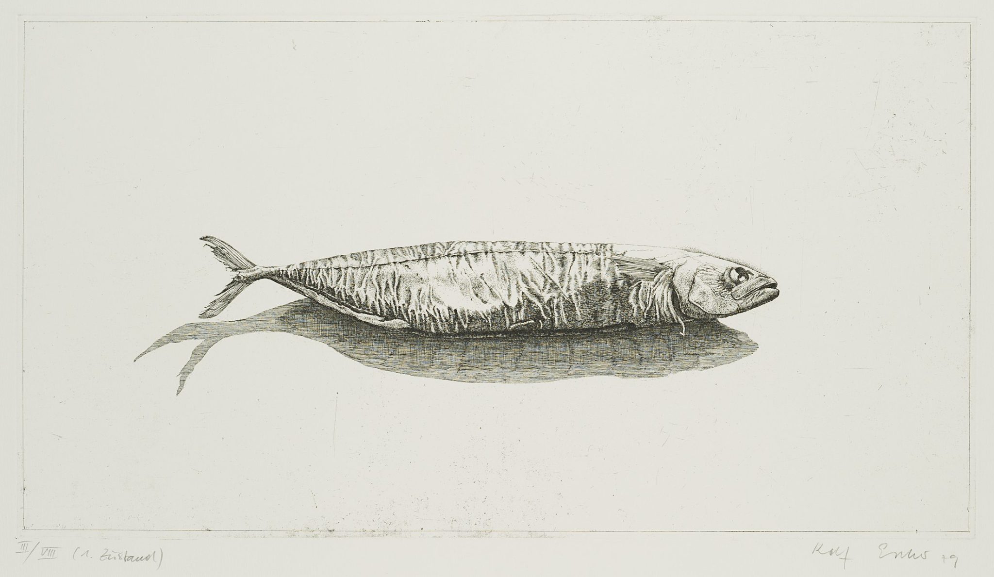 Radierfisch, 1. Zustand