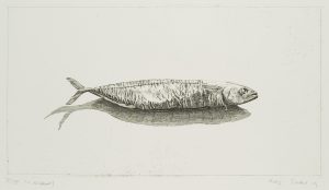 Radierfisch, 1. Zustand
