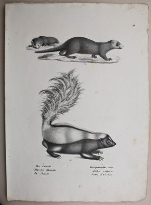 Europäischer OTTER, CHINCHE