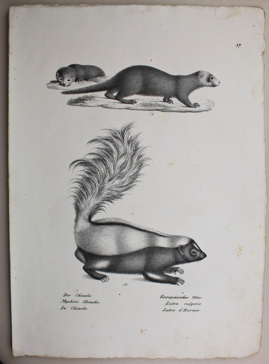 Europäischer OTTER, CHINCHE
