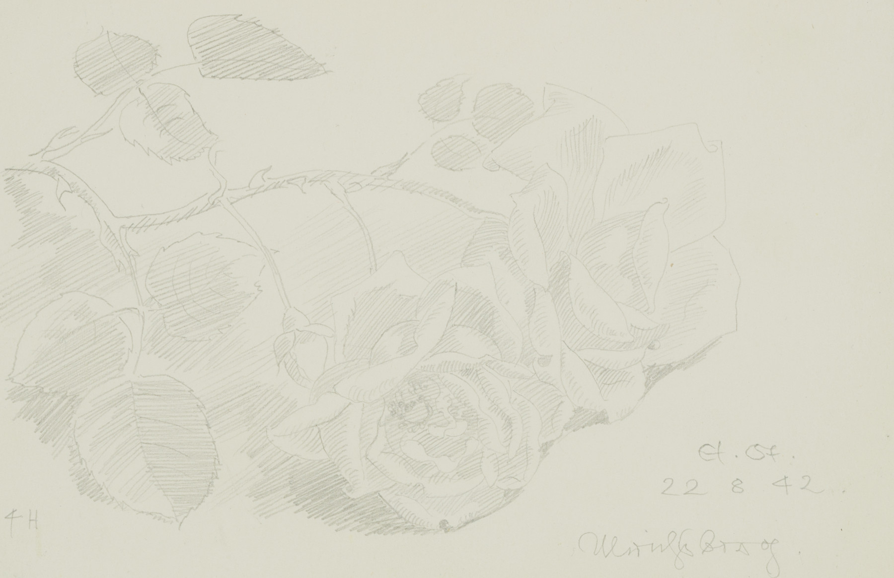 Rosen