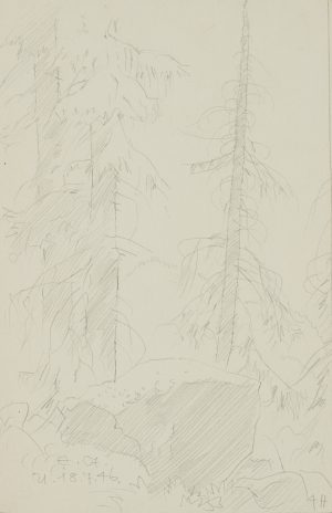 Tannen im Wald