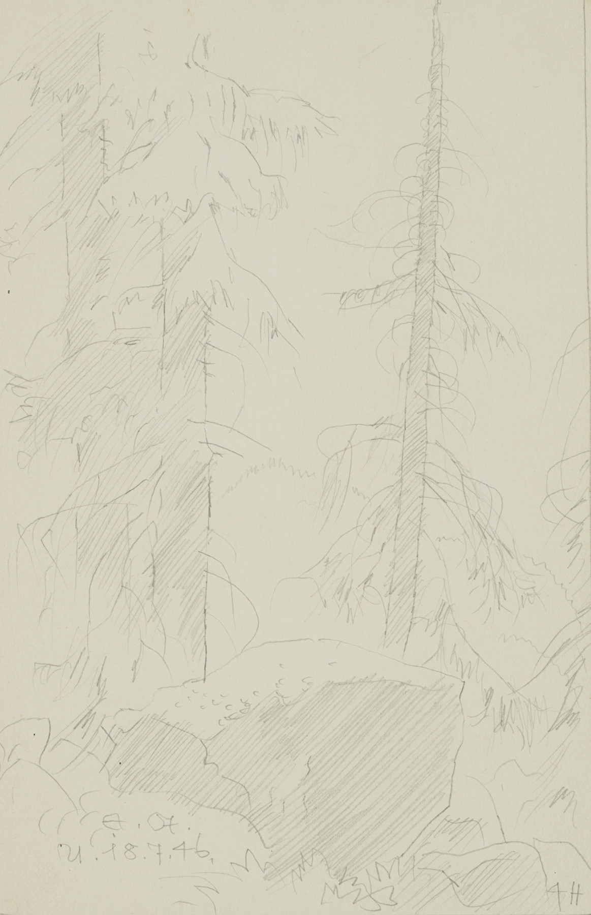 Tannen im Wald