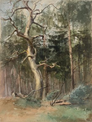 Kahler Baum an Lichtung
